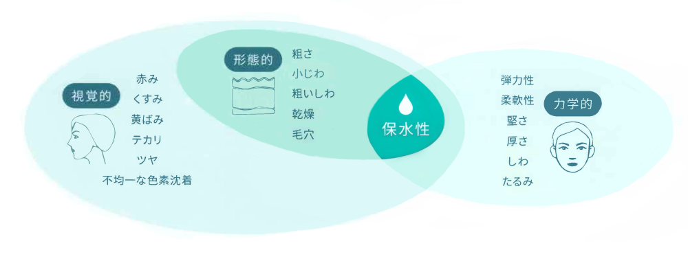 美肌における保水性は全体に寄与する重要な要素